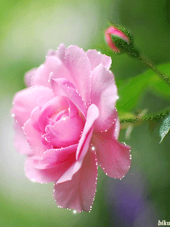 открытка анимация розовые розы любовь  красота