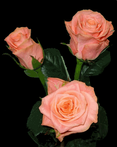 открытка анимация розовые розы любовь  красота